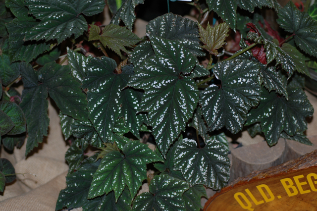 B. olbia